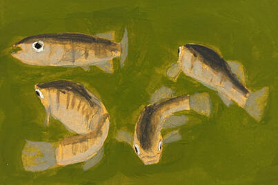 Mummichog