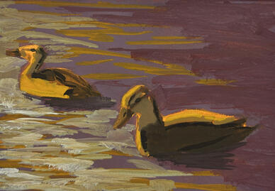 American Black Duck