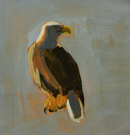Bald Eagle