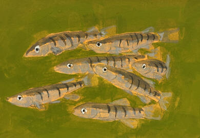 Stripped Killifish