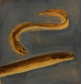 American Eel