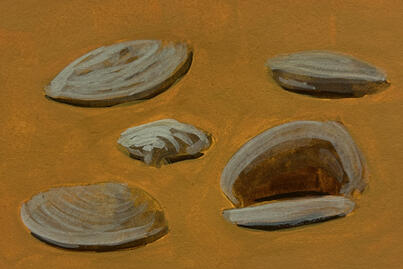 Hard Clam