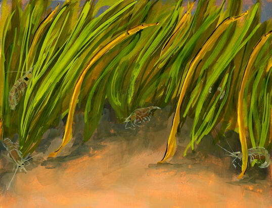 Seagrass