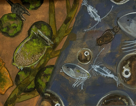 Phytoplankton/Zooplankton